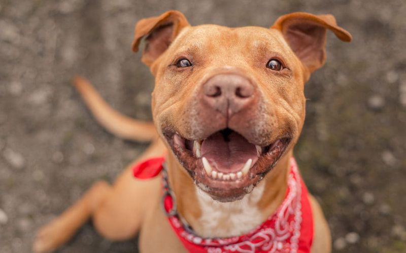 Pit Bulls: A Closer Look