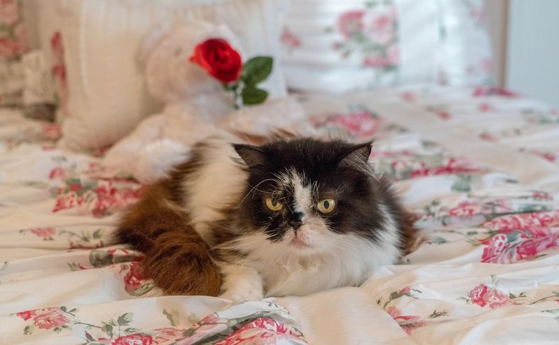 Lily, the Nurturing Heart