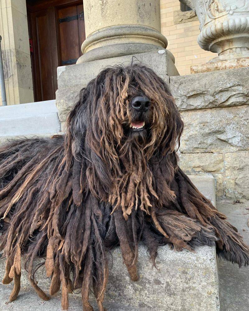 Bergamasco Shepherd