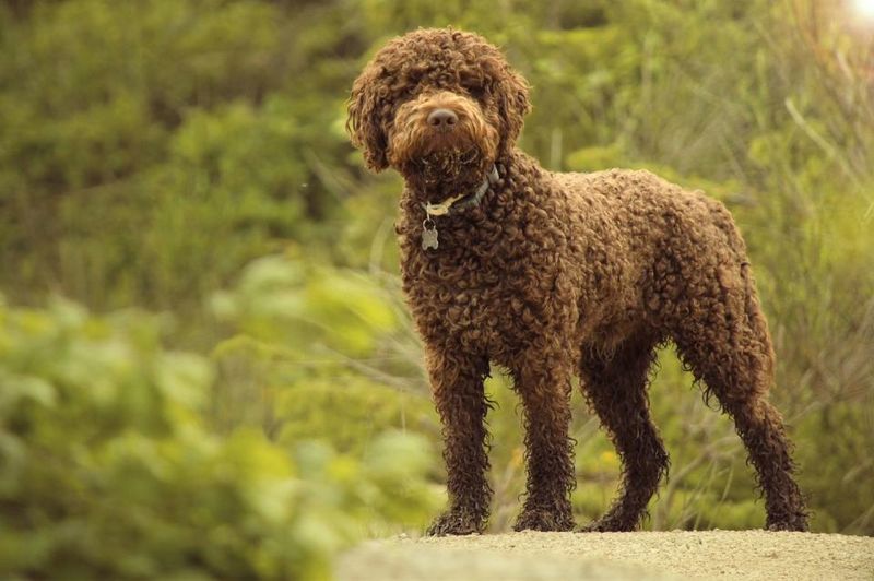 Lagotto Romagnolo