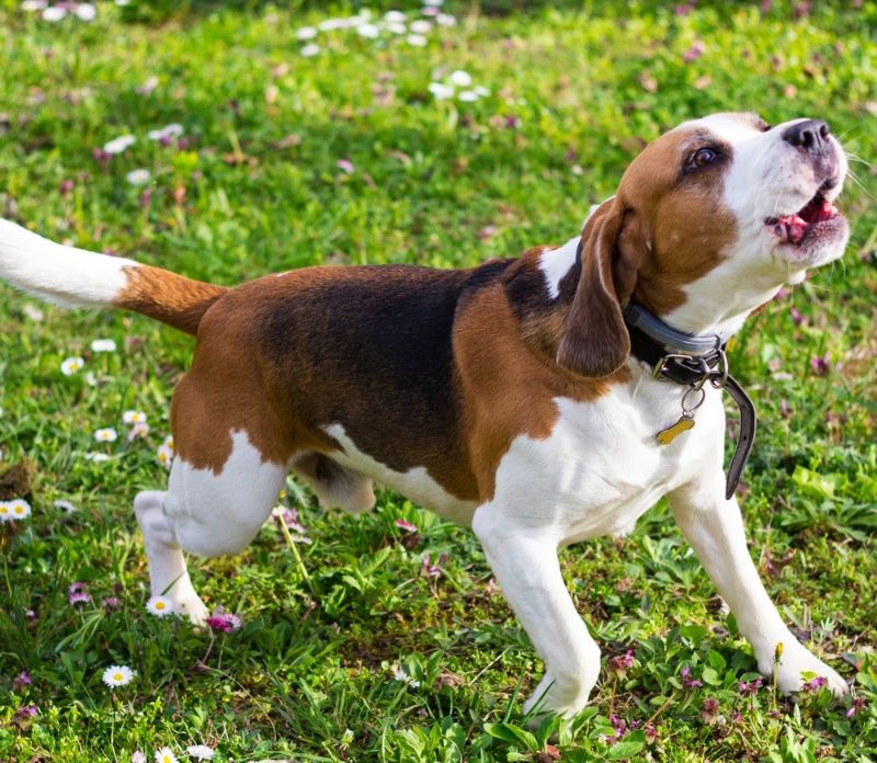 Increased Barking and Vocalization