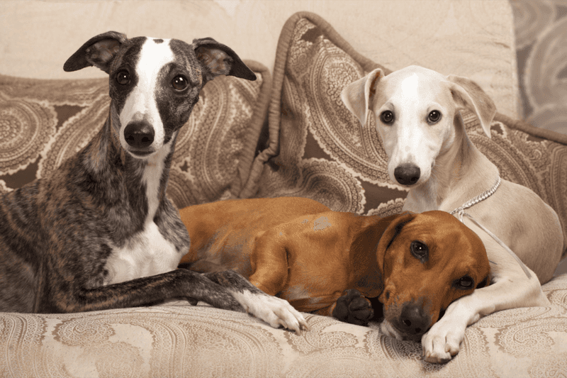 Multiple Pets