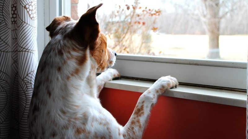 Leaving Dogs Alone for Too Long