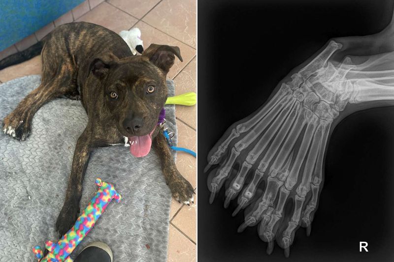 Dogs with Ongoing Medical Conditions