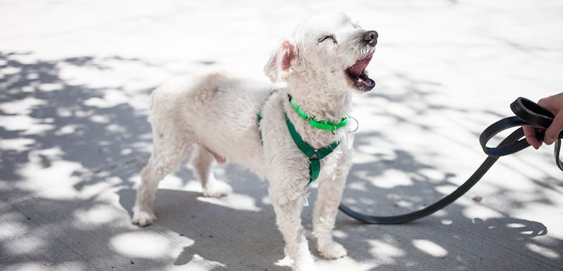 Unpredictable Barking Patterns
