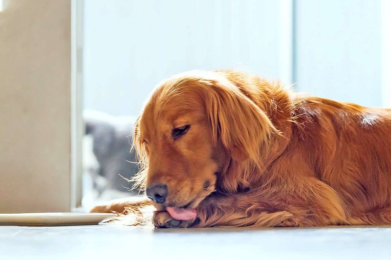 Compulsive Licking