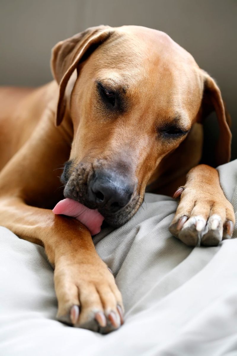 Excessive Licking or Chewing