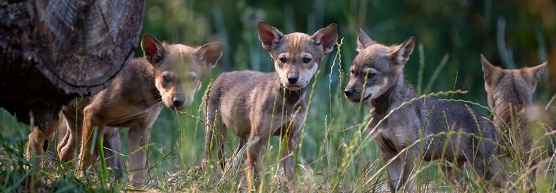 Raising Pups Collectively