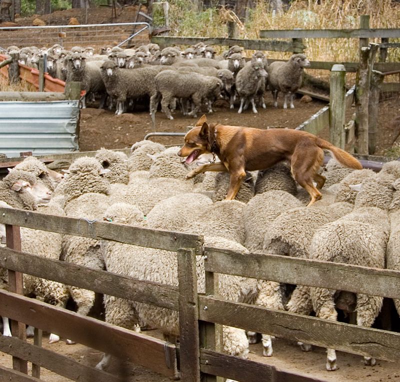 Cumberland Sheepdog