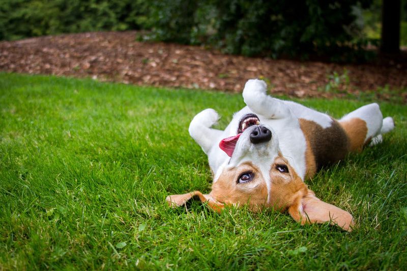 Rolling Over
