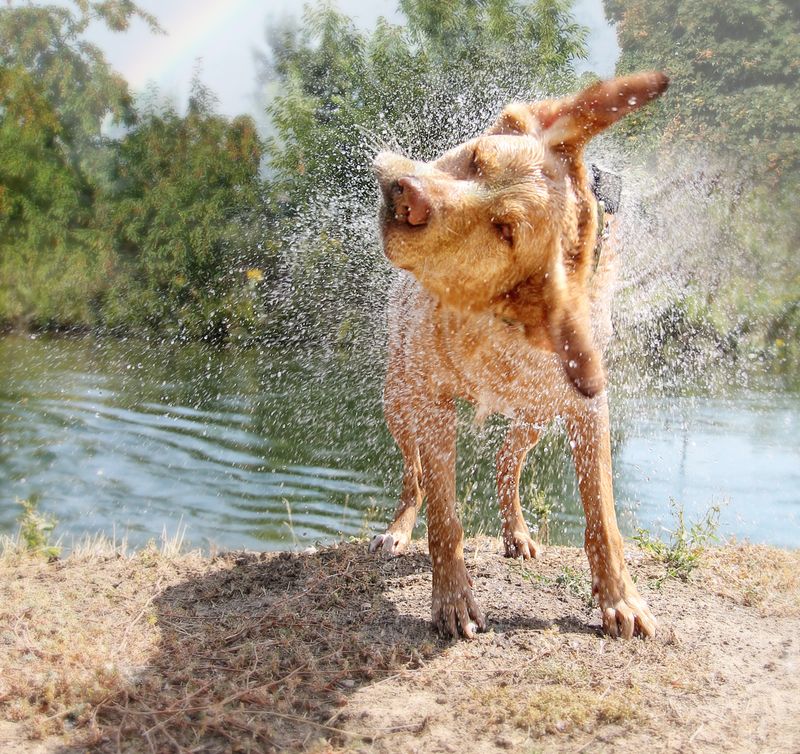 Shaking Off