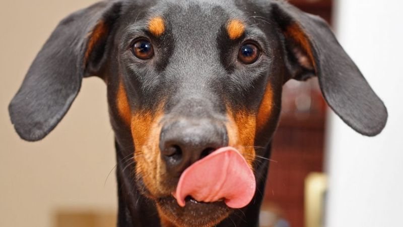 Licking Lips