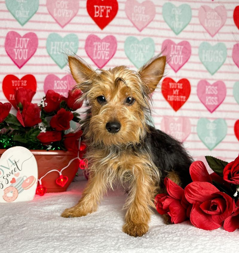 Yorkshire Terrier