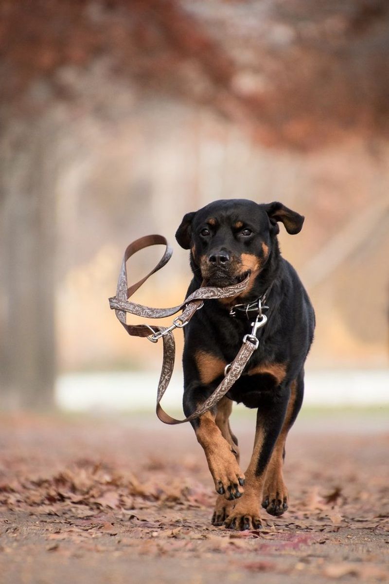 Rottweiler