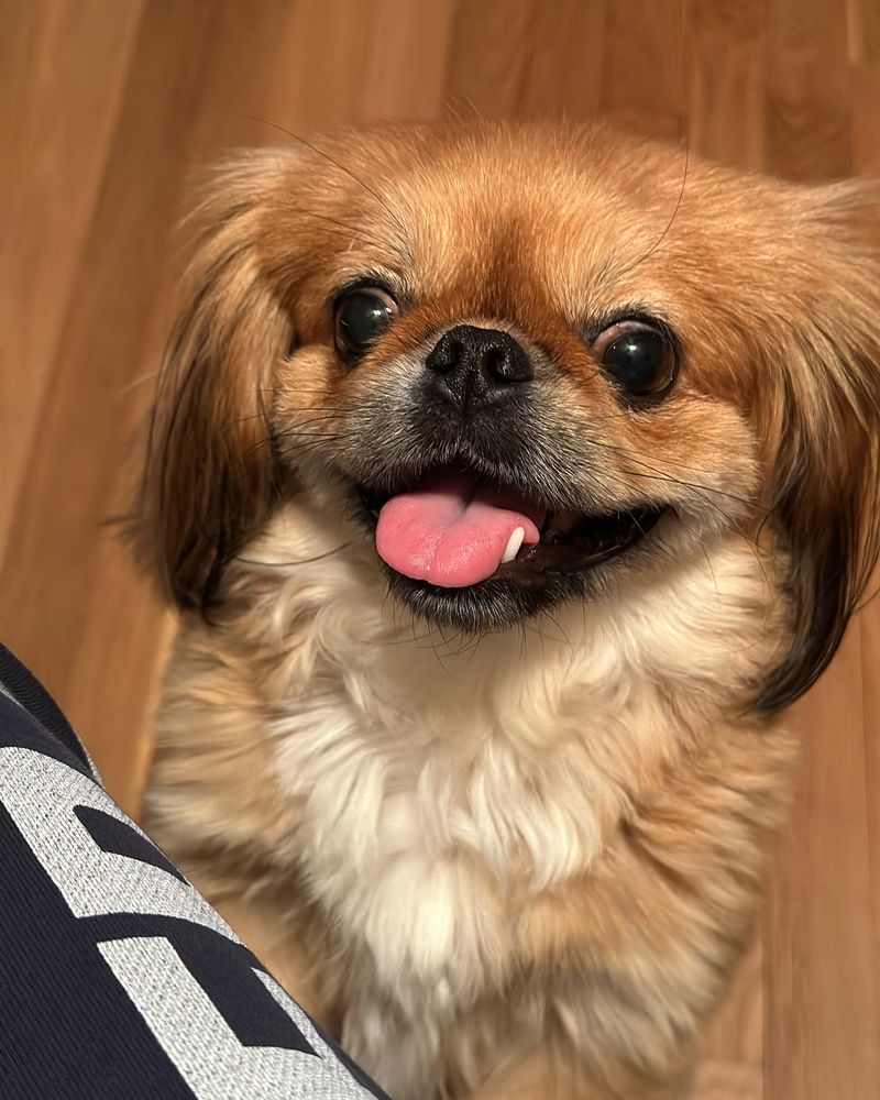 Pekingese