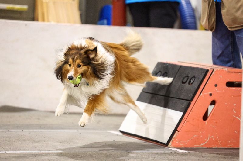 Shetland Sheepdog