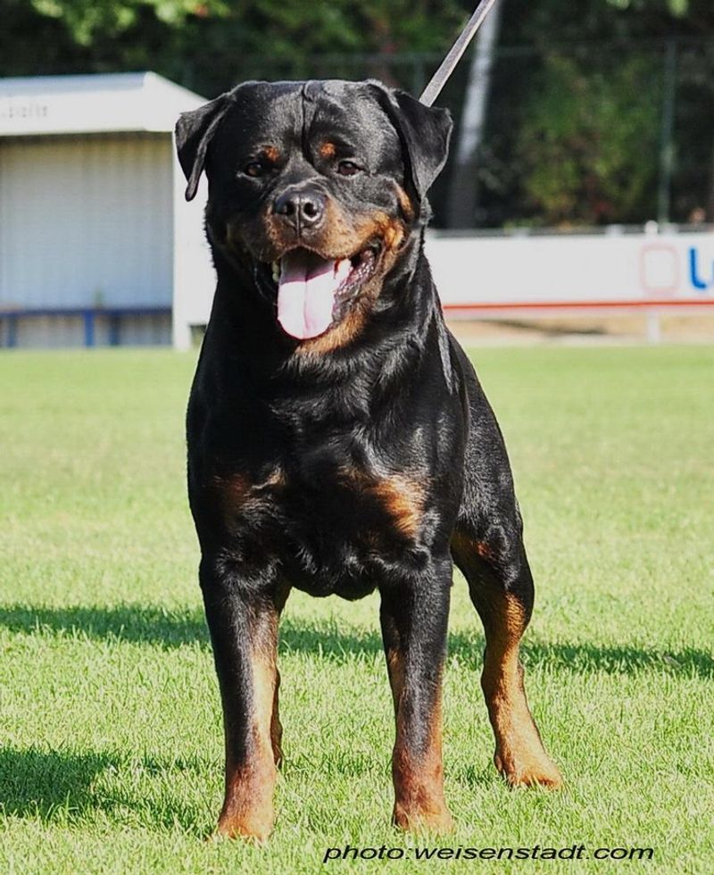Rottweiler