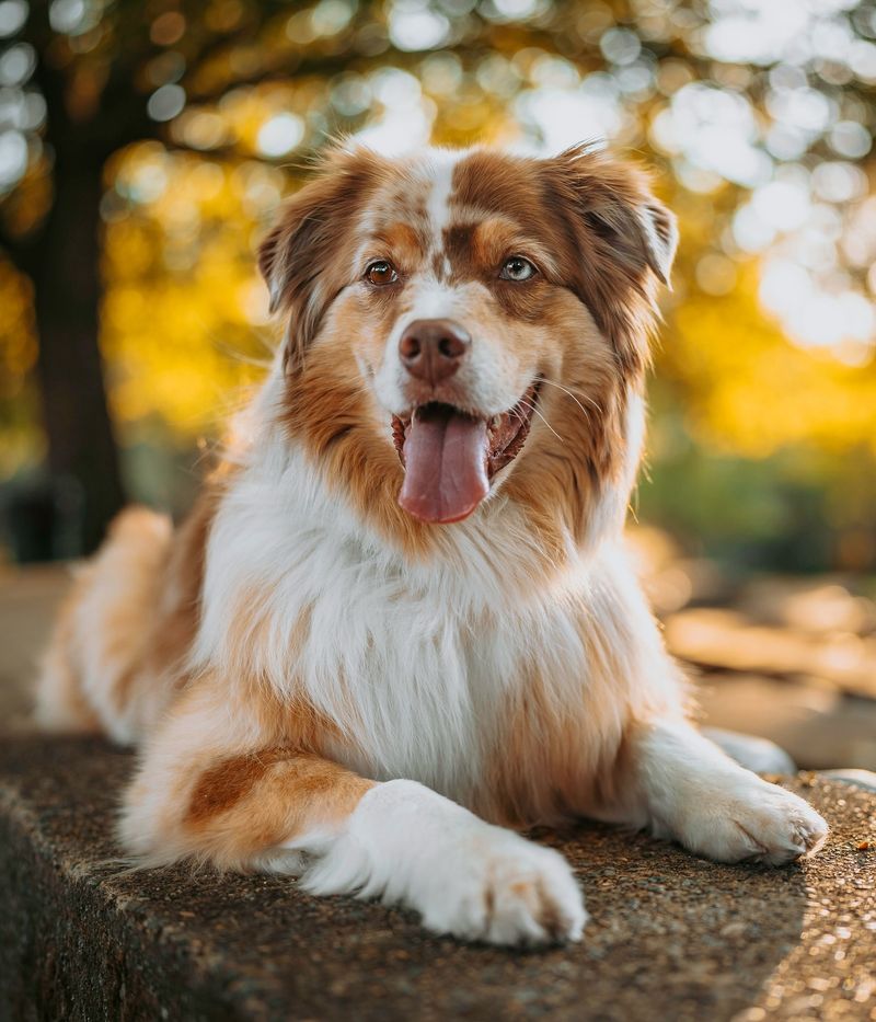 Australian Shepherd