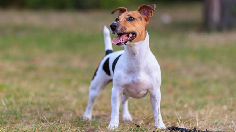 Jack Russell Terrier