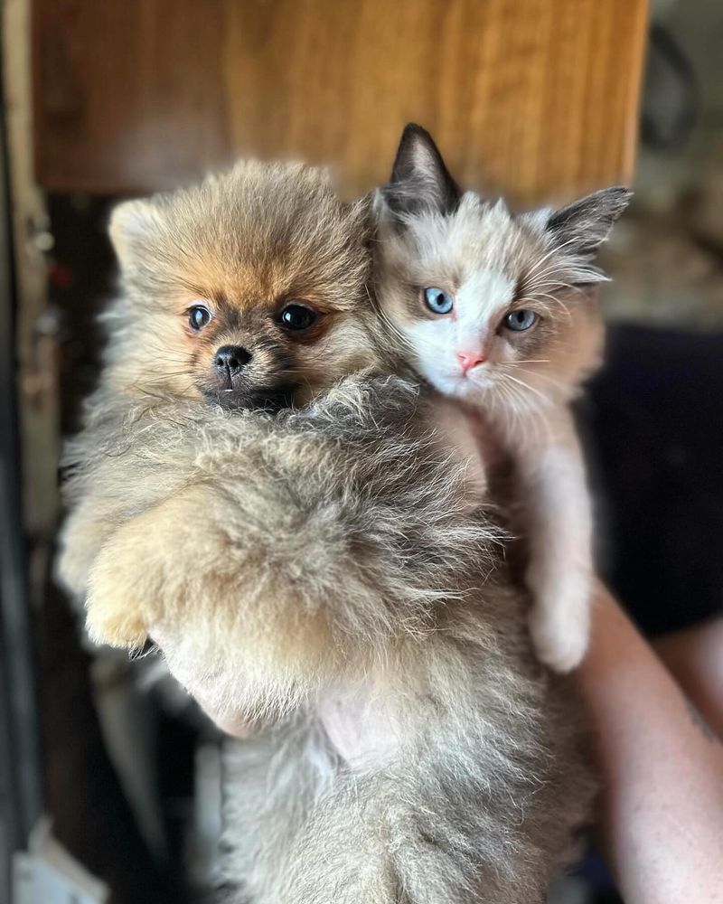 Pomeranian