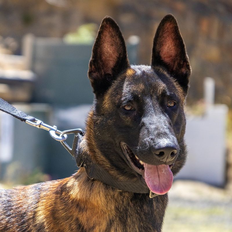 Belgian Malinois