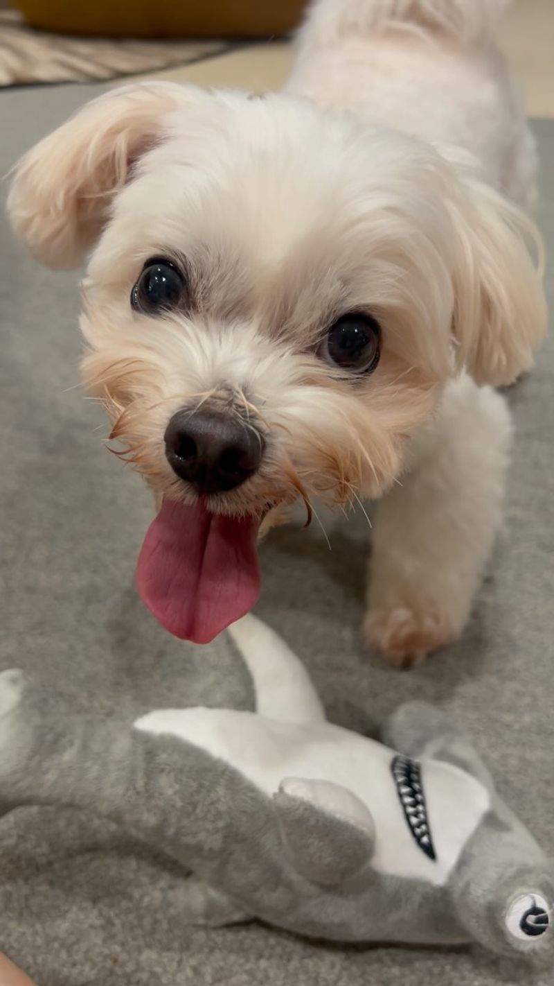 Maltese