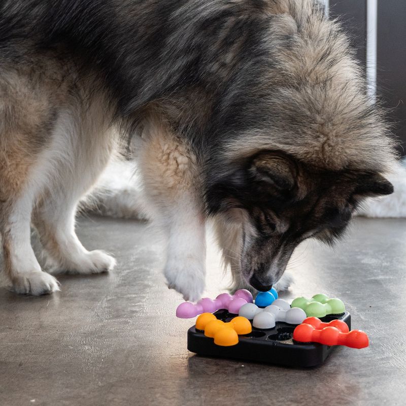 Siberian Husky