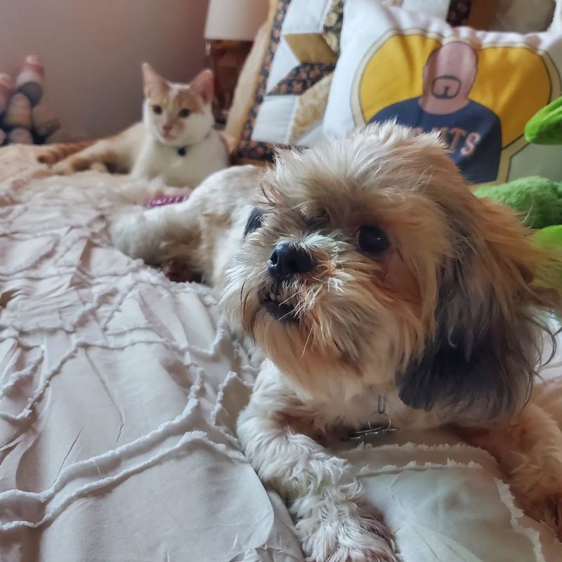 Shih Tzu