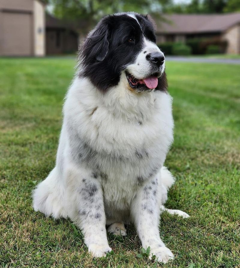 Newfoundland