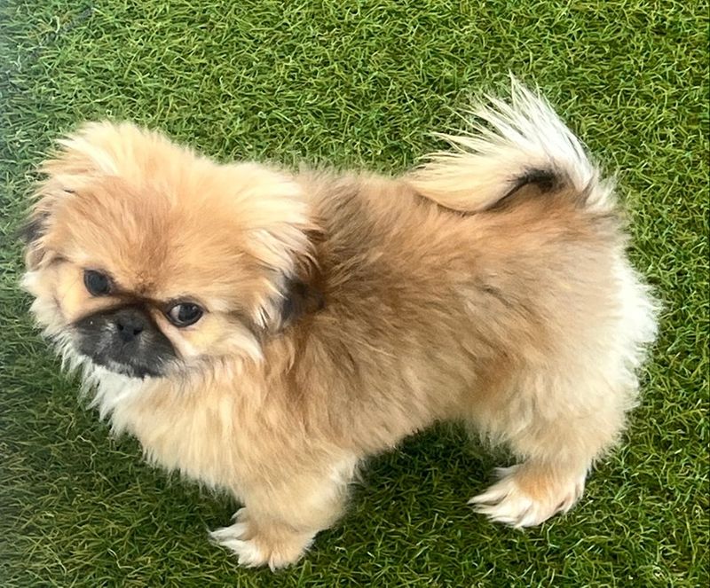 Pekingese