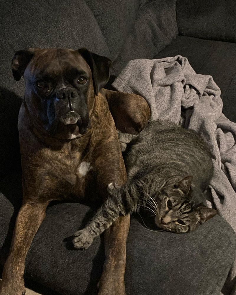 Boxer