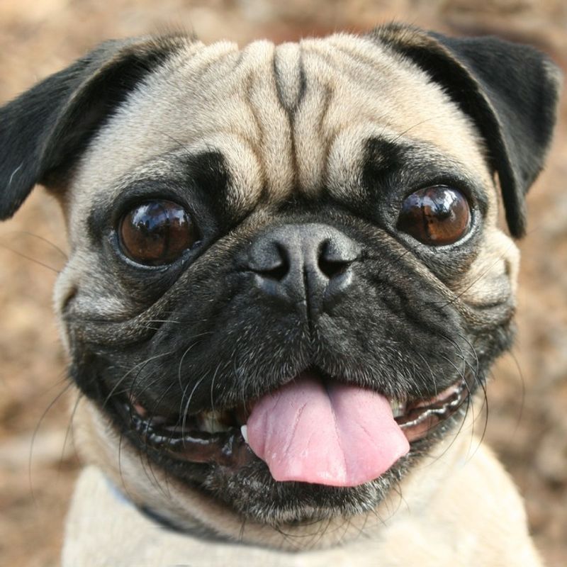 Pug