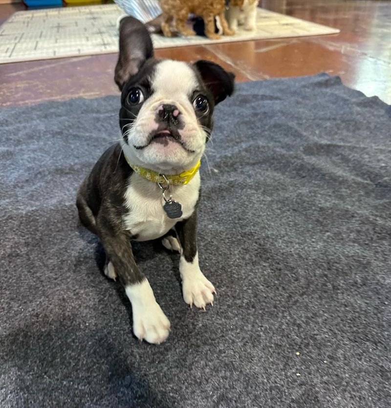 Boston Terrier