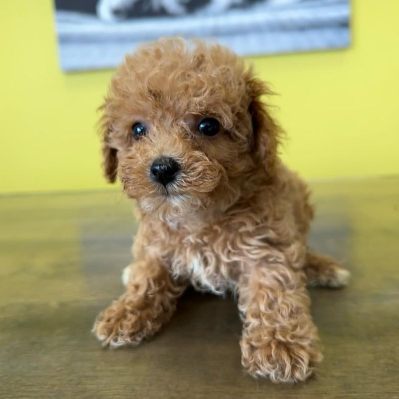 Toy Poodle