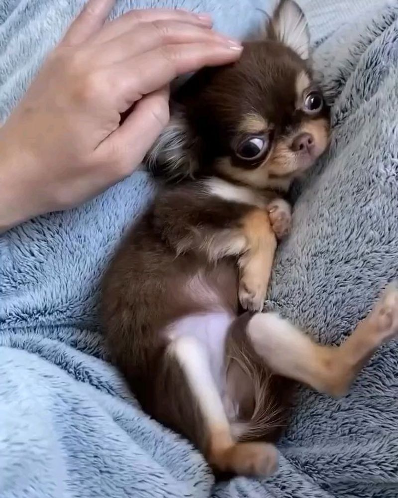 Chihuahua