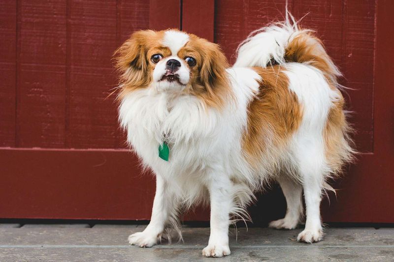 Japanese Chin