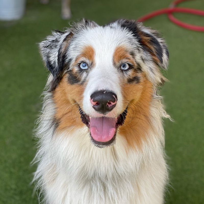 Australian Shepherd