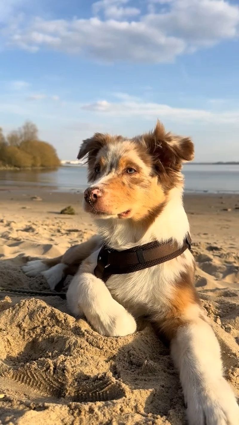 Australian Shepherd