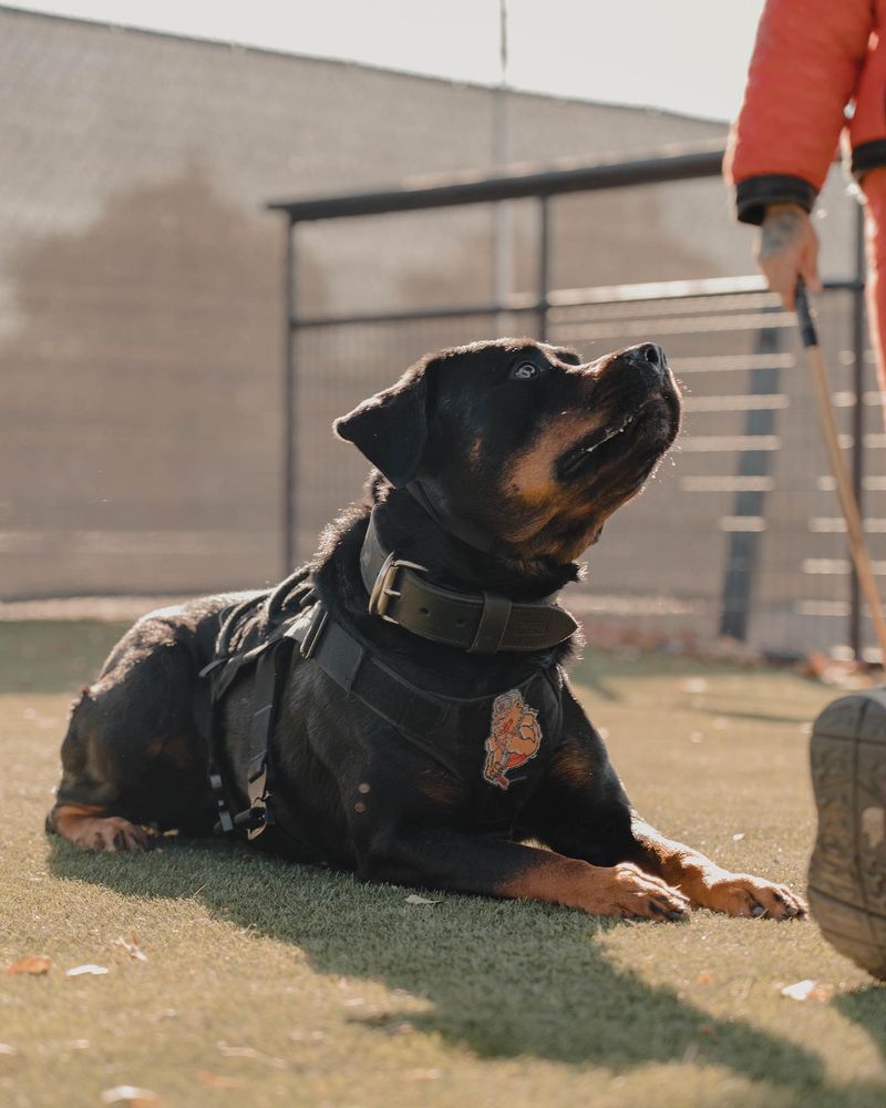 Rottweiler