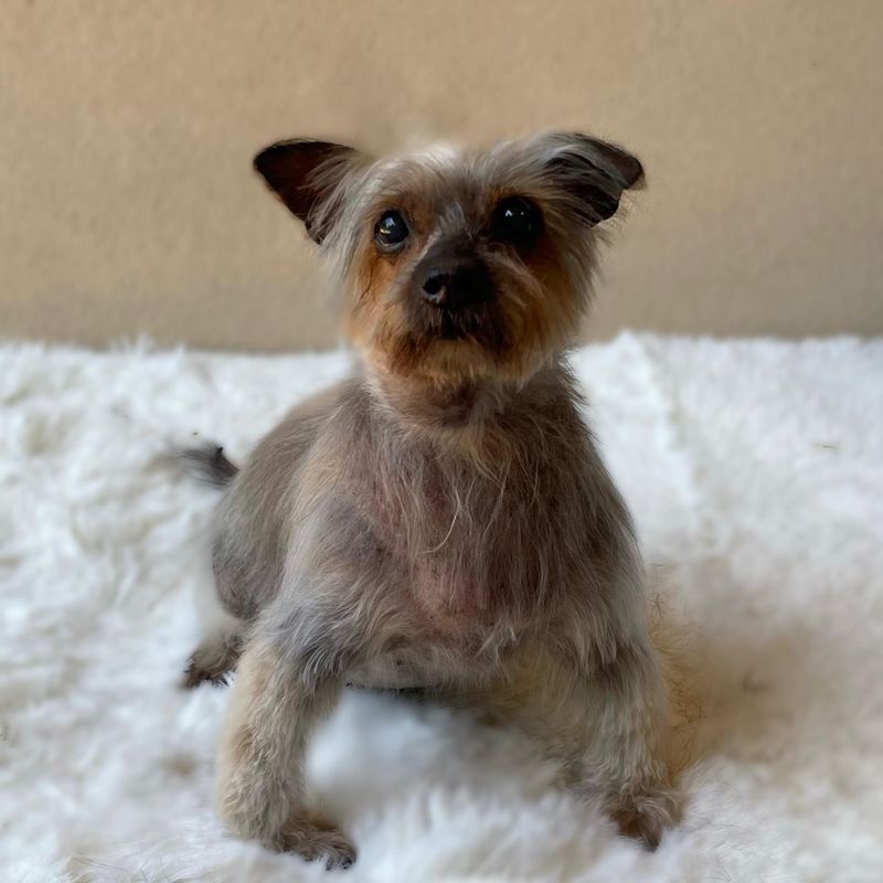 Silky Terrier