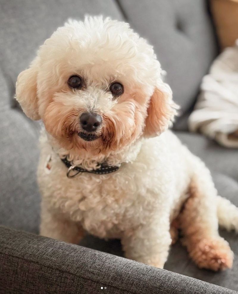 Bichon Frise