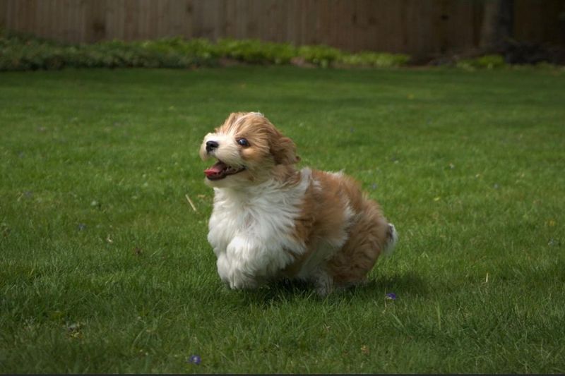 Havanese