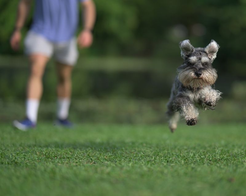 Miniature Schnauzer