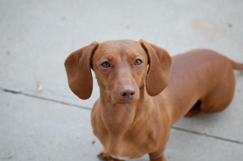 Dachshund