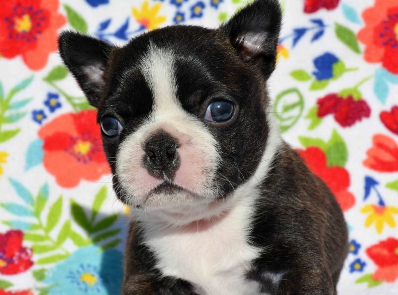 Boston Terrier