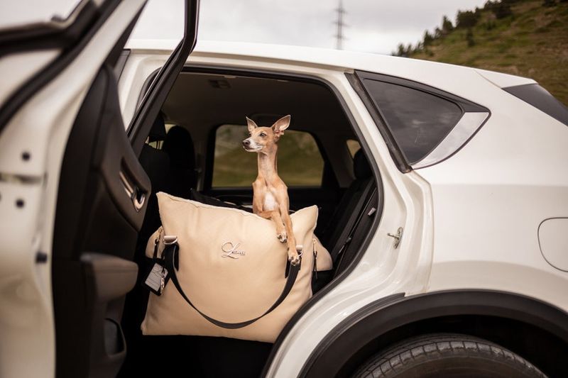 Italian Greyhound
