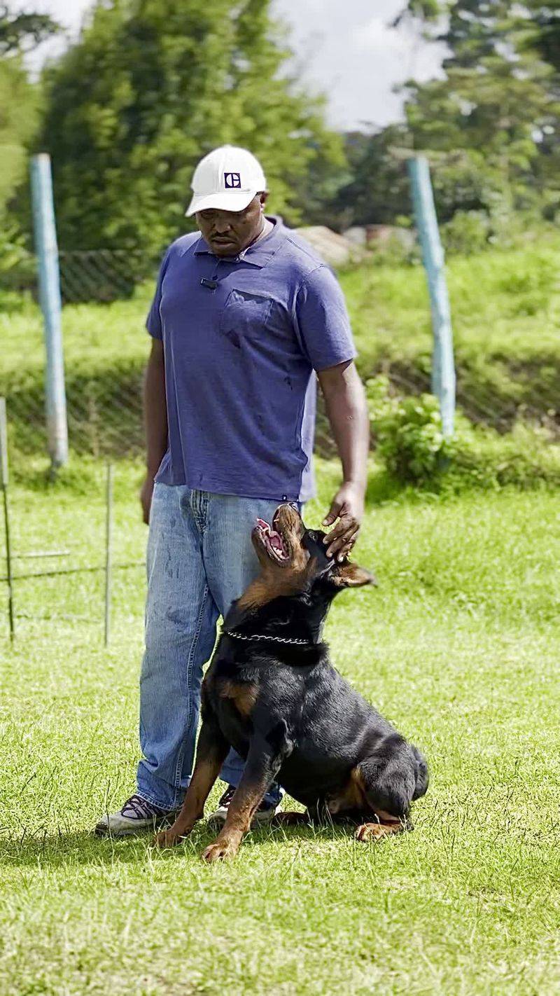 Rottweiler