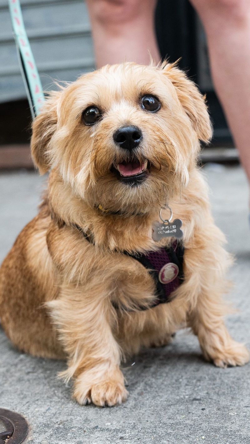 Norfolk Terrier