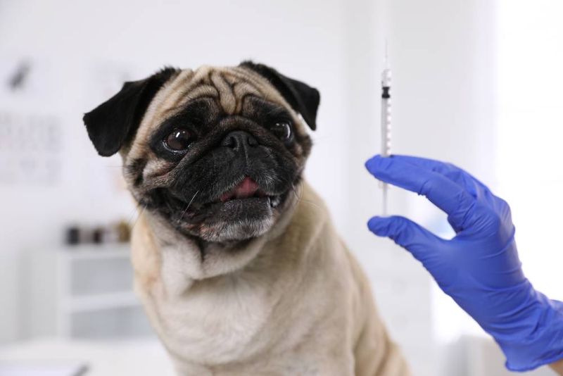 Canine Coronavirus Vaccine
