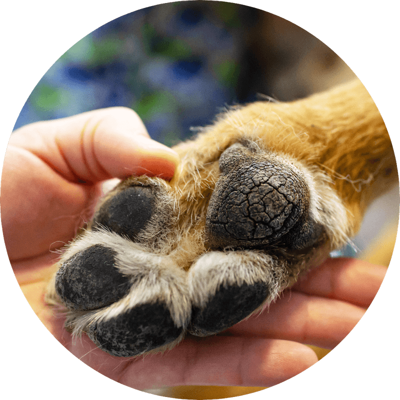 Paws and Aging